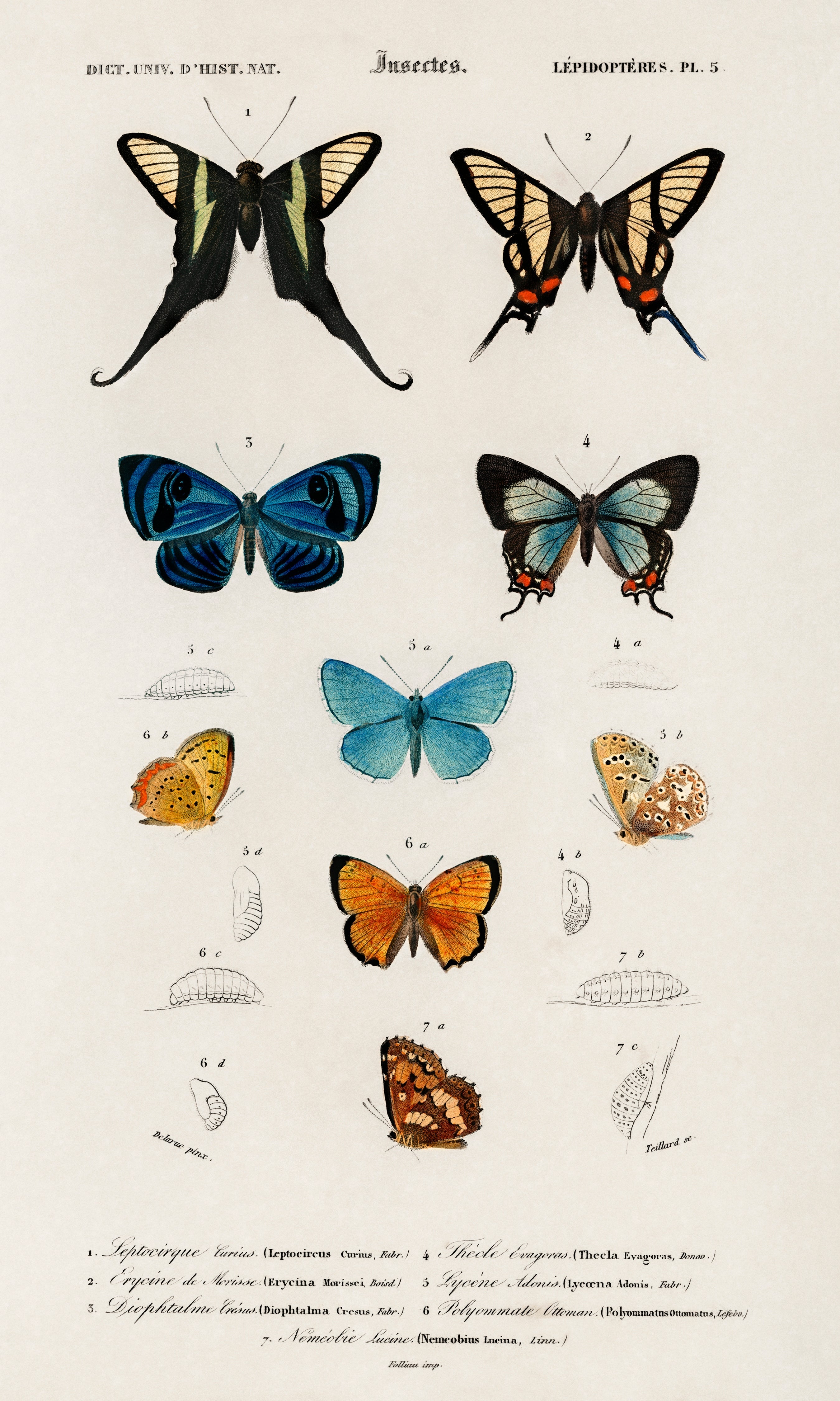 Nature Collection